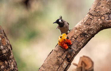 Himalayan bulbul bird perched on a branch with use of selective focus