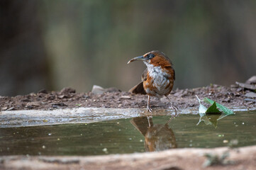 Rusty-cheeked scimitar babbler bird resting in the plumage. Selective focus.