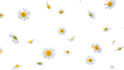 daisies flower flying on png background