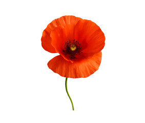 Obraz premium Vivid red poppy embracing the beauty of nature against a bold on transparent background