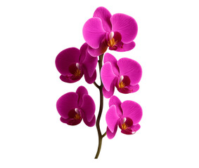 Cascading vibrant magenta orchid blooms in delicate harmony on transparent background