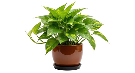 Potted Golden Pothos Plant In Brown Pot On Black Background