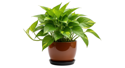 Potted Golden Pothos Plant In Brown Pot On Black Background