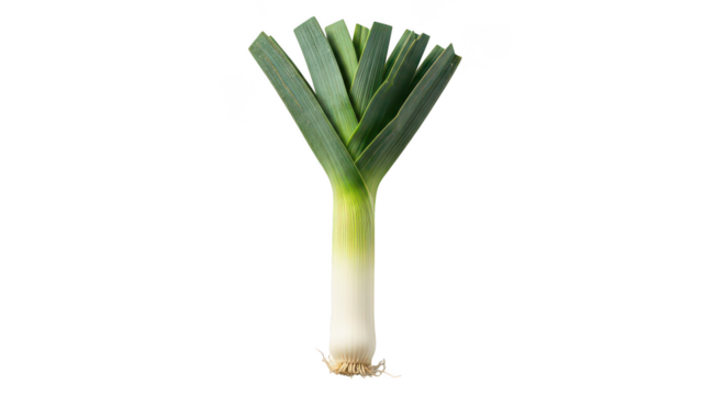 Single Fresh Leek Isolated On Black Background