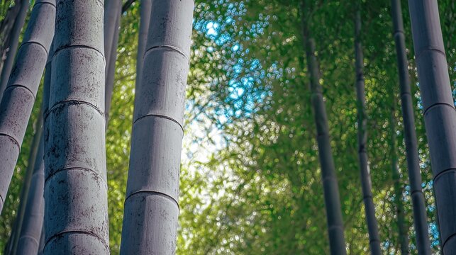 clacking. Bamboo stalks swaying and clacking in forest breeze with filtered daylight and motion blur. gardening catalogs, home-decor guides, designed for home decor and floral branding.