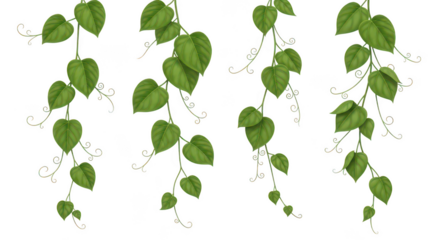 Decorative Green Vines With Heartshaped Leaves And Tendrils