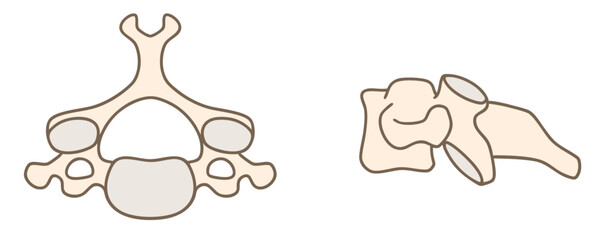 第4頚椎（C4）の解剖学、上面図と側面図のイラストセット