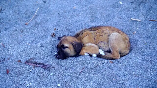 A homeless sick puppy lies on the sand, parasites and fleas run on it, a small crab crawls in the sink
