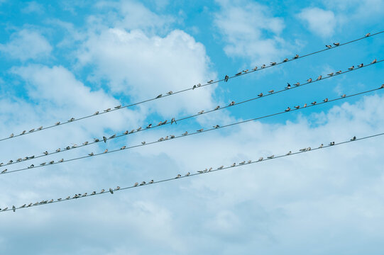 Flock of birds perching on wires against a blue summer sky