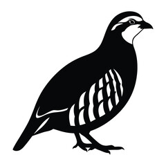 Elegant silhouette of a partridge bird standing still isolated on a clean white surface