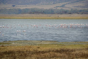 Africa, Tanzania, Ngorongoro, flamingos
