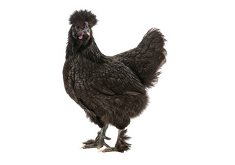 Isolated Silkie Bantam Chicken Standing Still Looking at Camera Close Up Portrait Farm Poultry