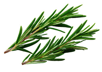 Obraz premium Two sprigs of rosemary, vibrant green and fresh