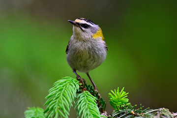 Common firecrest // Sommergoldhähnchen (Regulus ignicapilla / Regulus ignicapillus)