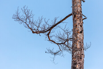A tree with no leaves is standing in a field