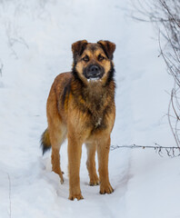A brown dog is standing in the snow