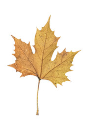 A high-resolution and cleanly isolated close-up photograph of a single dry Plane Tree (Sycamore) leaf. The leaf displays beautiful, rich golden yellow and ochre tones, characteristic of the peak of th