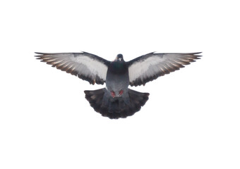A pigeon is flying in the air