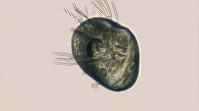 Slow Motion Close-Up of Single-Celled Organism with Green Algae Inside Under Compound Microscope