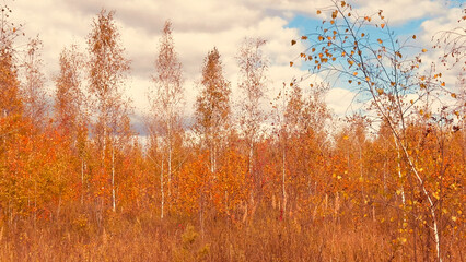 A field of trees with leaves that are orange