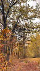 A tree with leaves on it