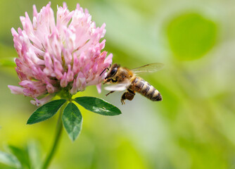 A bee is flying over a pink flower