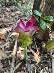 Exotic Flower Sprout with Bright Pink Bracts