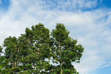 Beautiful green leaves blue sky nature background.