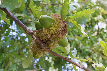 detail of the leaves and immature fruits of turkey oak. © flafabri