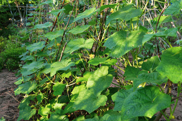 cucumber leaves, flowering growing organic vegetables in the garden. Agriculture farm