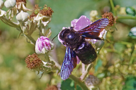 violet carpenter bee feeds the pollen of a flower of wild blackberry