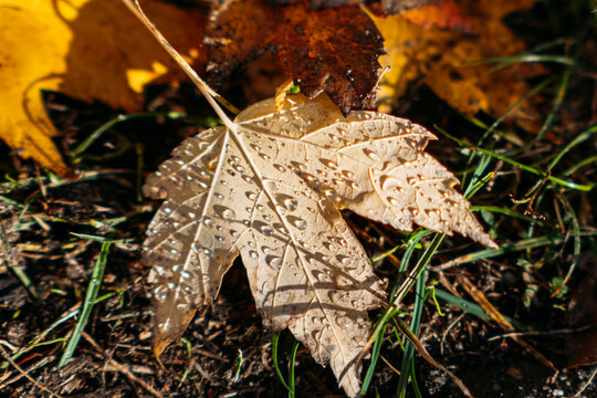 Autumn leaves with rain droplets resting on fresh grass. Everyday beauty, connection with seasons, appreciation of nature, calm lifestyle