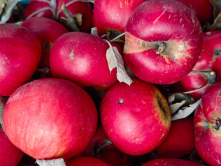 Close-Up Red Apples with Dried Leaves
