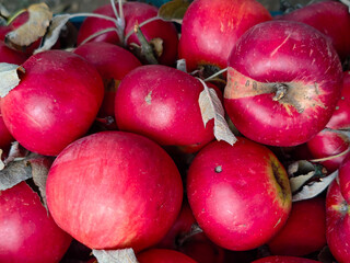 Close-Up Red Apples with Dried Leaves