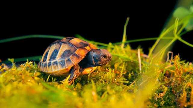 Baby turtle in a wildlife conservation center hatchery for monitoring prior to release into the wild