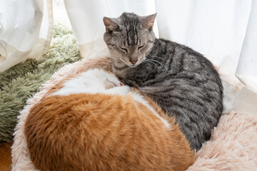 窓辺で眠る二匹の猫	