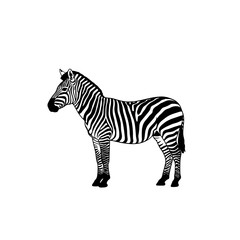 Obraz premium Detailed vector icon of a zebra, showcasing nature's striped wonder, perfect for various design projects. This icon highlights the beauty of this animal, suitable for educational or creative projects