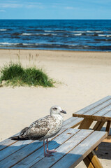 Seagull is sitting on wooden resting table on sandy beach of Jurmala - famous Baltic tourist  resort in Latvia, Europe. Sand baches cover more than 26 km of Riga gulf coastline