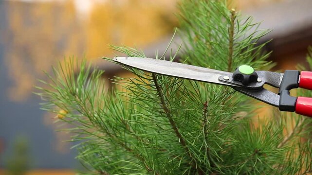Forming the crown of coniferous trees, a man performing formative pruning of a pine tree using garden shears, landscape design