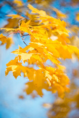 Yellow maple leaves on a branch against a blue sky