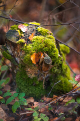 Green moss on a tree stump