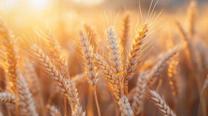 Fototapeta premium Golden wheat field basking in the warm glow of sunset creates a stunning natural backdrop for agriculture, harvest, and healthy eating concepts