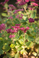 Sedum - a pink flower in the garden
