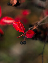 chokeberry on a branch in autumn