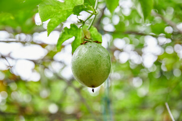 Close-up view of unripe Passion Fruit growing on homegrown garden