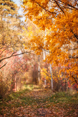 Vibrant autumn path through golden woods