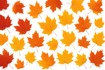 Falling autumn maple leaves pattern with vibrant orange and yellow colors having transparent background