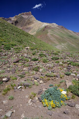 Desert landscape with sparse vegetation and distant hills under a clear blue sky. Vegetation of mountains during the dry season
