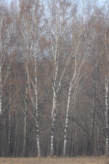 Landscape of early spring, trees and nature waking up, branches without leaves, first buds on the trees