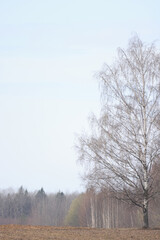 Landscape of early spring, trees and nature waking up, branches without leaves, first buds on the trees